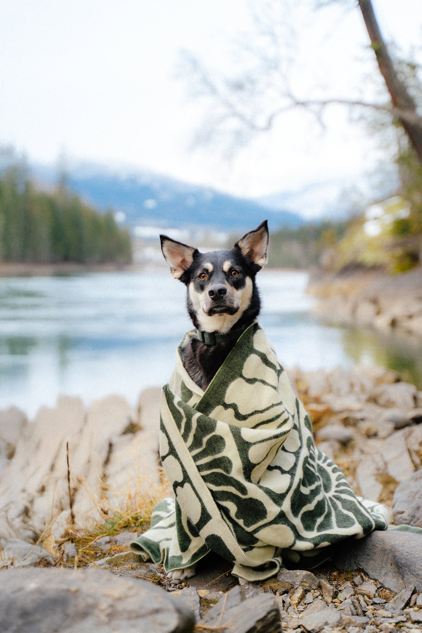 Couverture Eternal Sunshine | Khaki